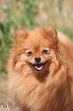 SPITZ ALLEMAND 477